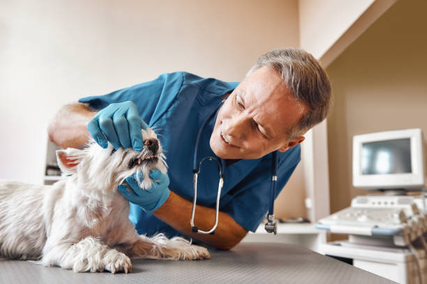 Best Emergency Dental Care for Abscessed Tooth in Covington, OH